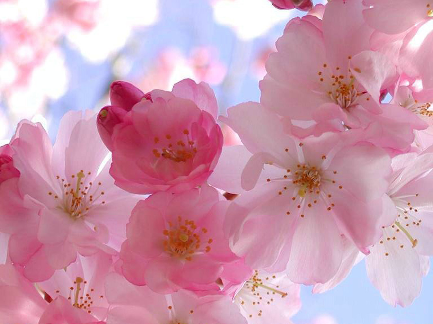 flores-de-bach-formula-astrologica_MLA-F-3333302128_102012